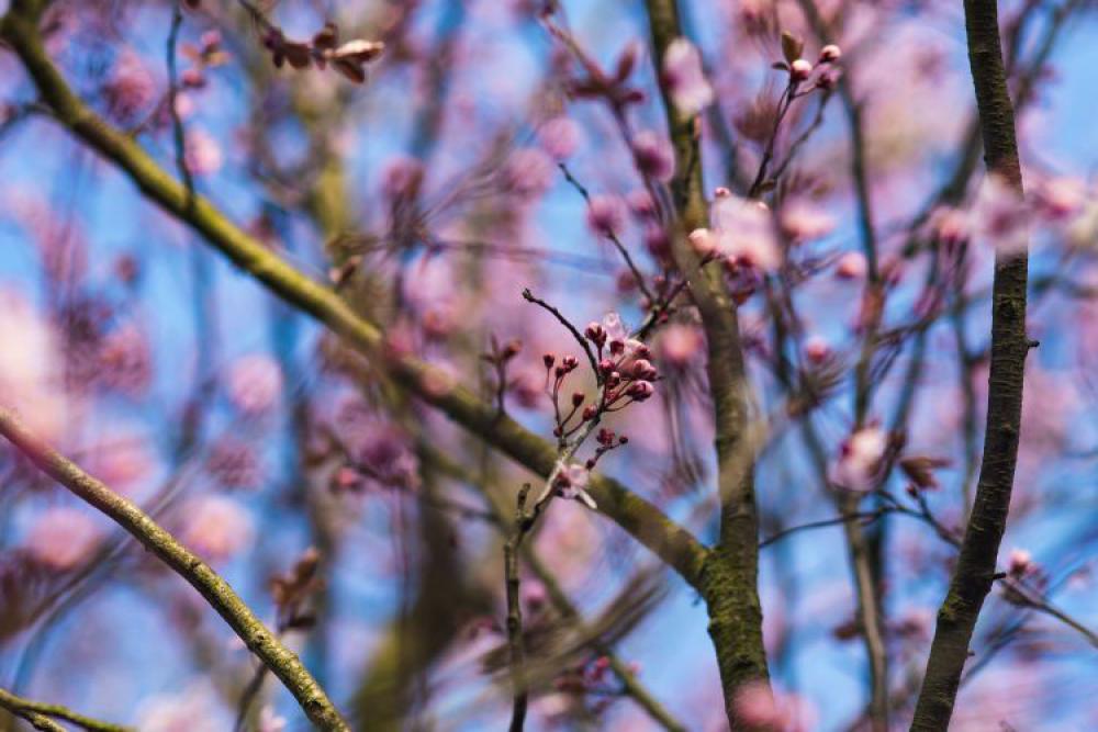 Pink spring flowers Pink spring flowers