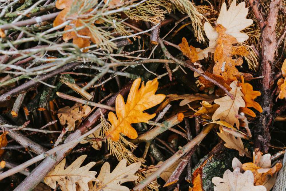 Autumn walk with dogs Autumn walk with dogs