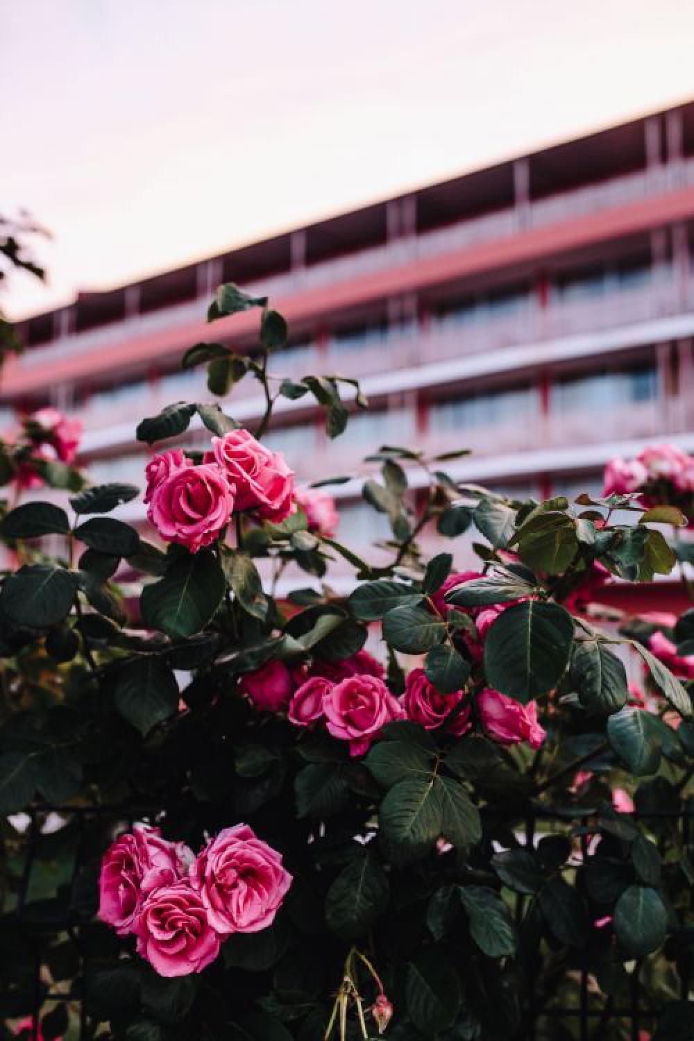 Roses of Bulgaria Roses of Bulgaria