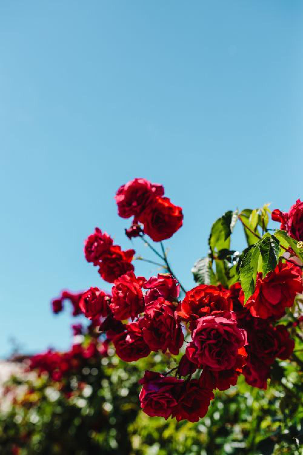 Roses of Bulgaria Roses of Bulgaria