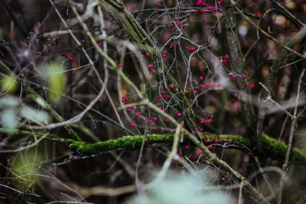 A walk in an autumn forest A walk in an autumn forest