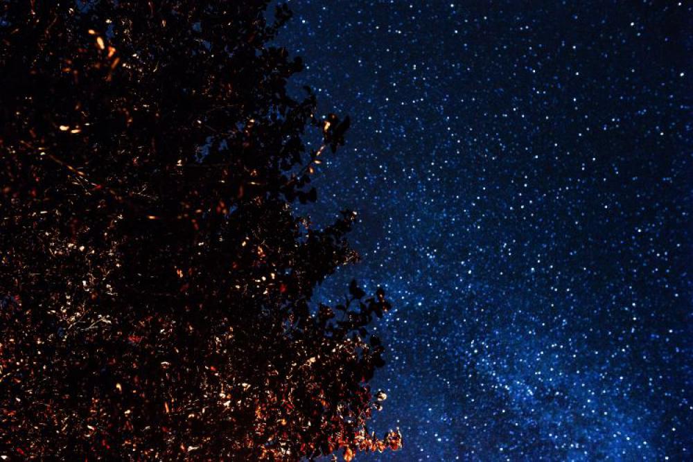 A trees under the starry sky A trees under the starry sky