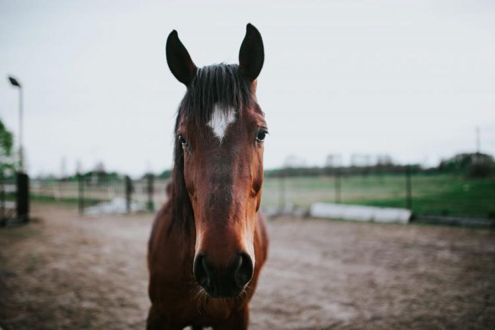 Portrait of a horse Portrait of a horse