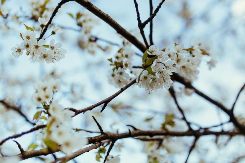 Little white flowers on branches Little white flowers on branches