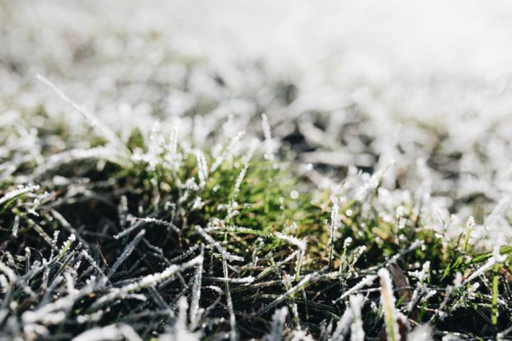 Frost covered grass in the morning Frost covered grass in the morning