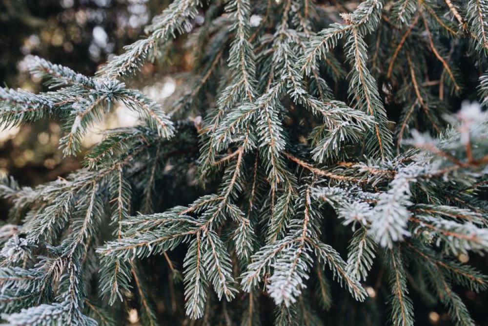 Winter freeze Winter freeze