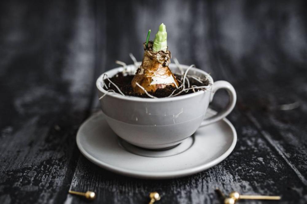 Little seedling in a cut with walnuts and golden pins Little seedling in a cut with walnuts and golden pins