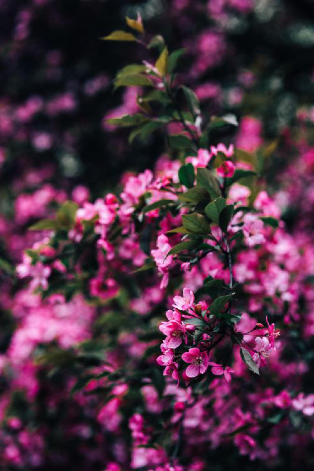 Lovely pink flowers blooming from the tree branches Lovely pink flowers blooming from the tree branches