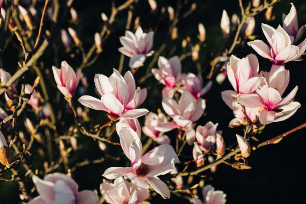 Pink spring flowers Pink spring flowers