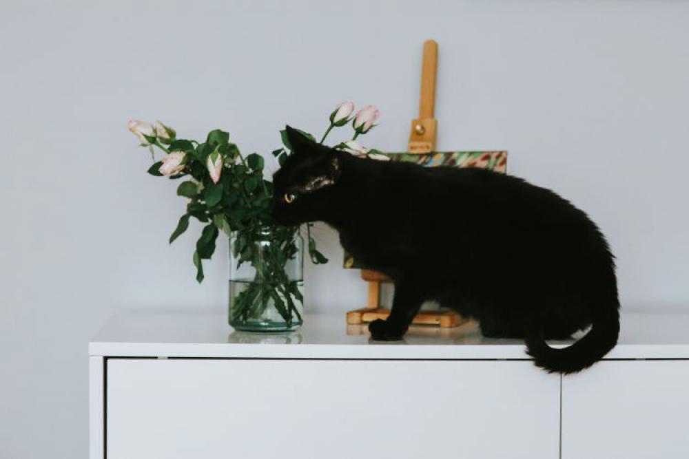 Black cat with flowers and a painting Black cat with flowers and a painting