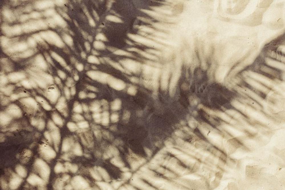 Palm leaf and shadow Palm leaf and shadow