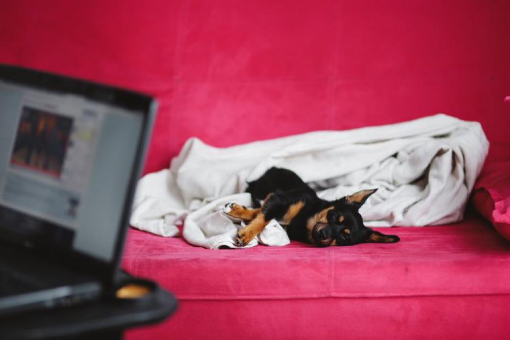 A cute puppy in a pink bed A cute puppy in a pink bed