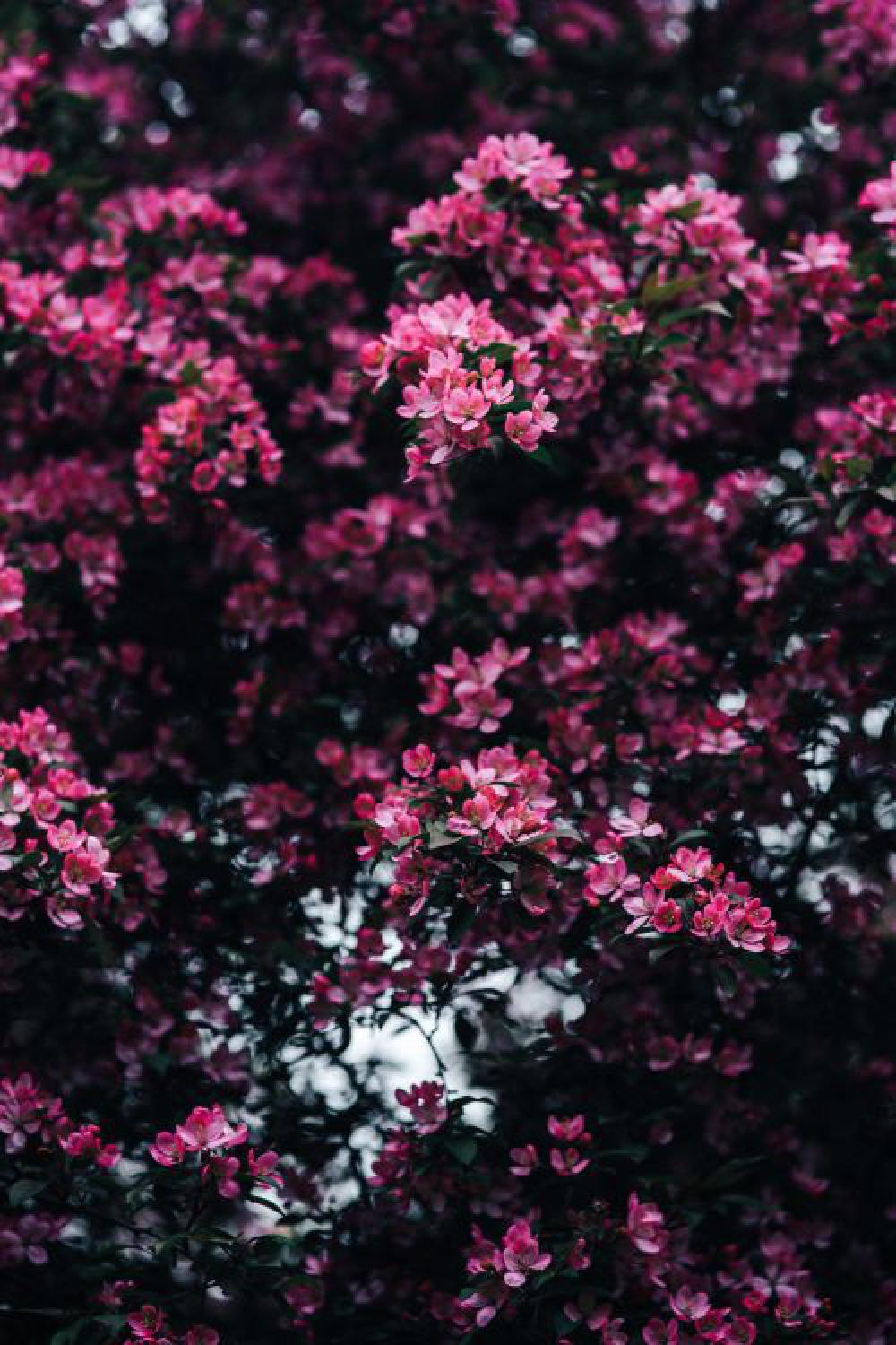 Lovely pink flowers blooming from the tree branches Lovely pink flowers blooming from the tree branches