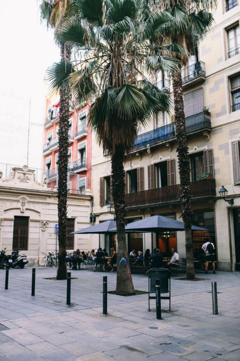 Palm trees in Spain Palm trees in Spain
