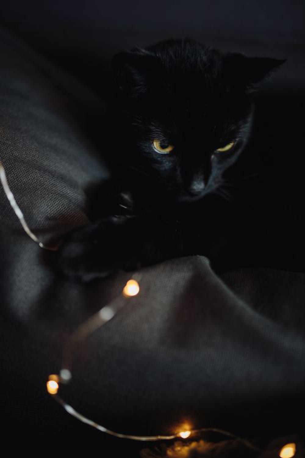 Black cat and fairy lights Black cat and fairy lights