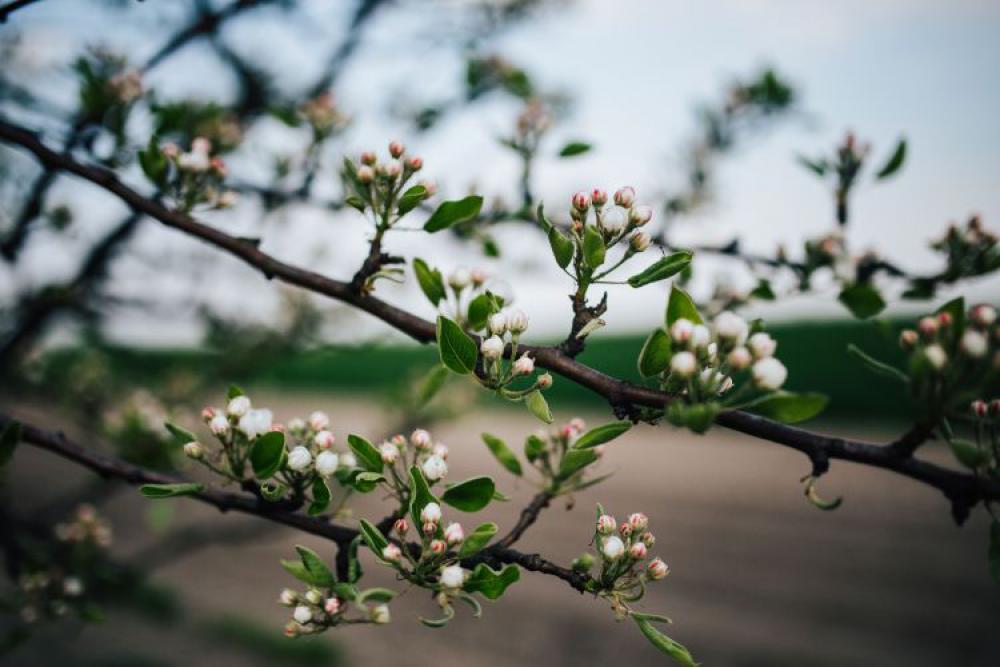 Little flowers on trees Little flowers on trees