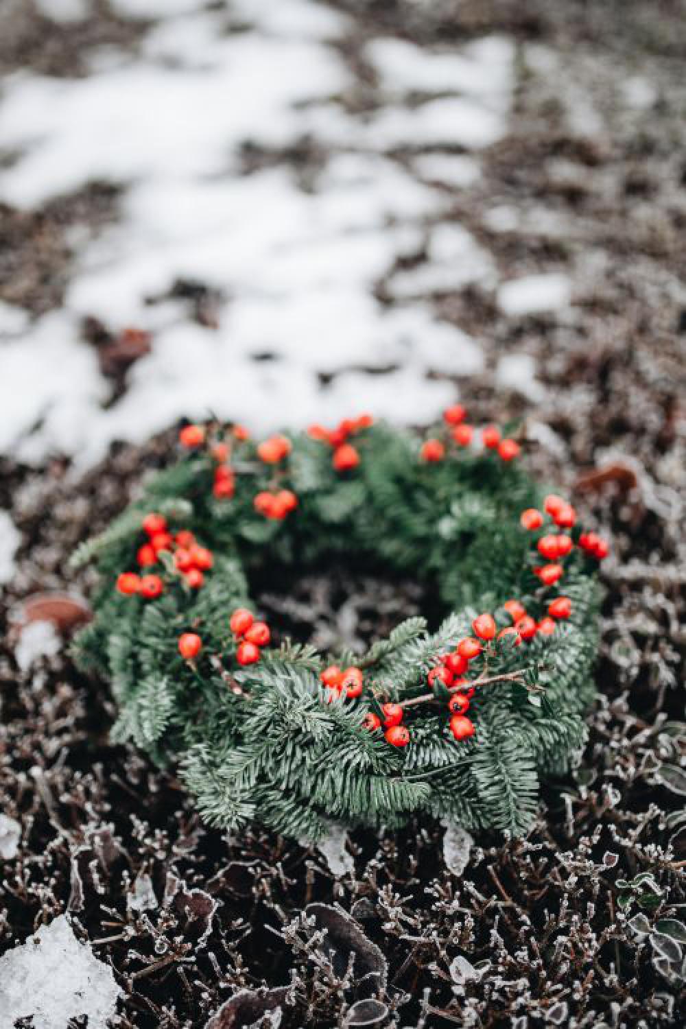 A Very Merry Fresh Holly Wreath for Christmas A Very Merry Fresh Holly Wreath for Christmas