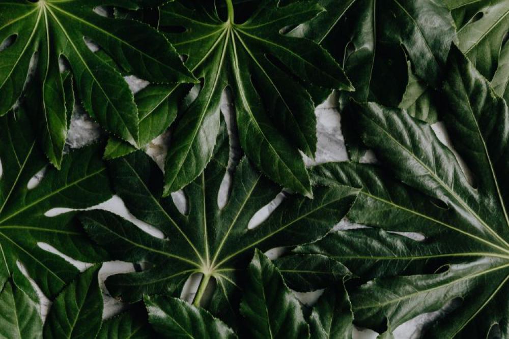 Aralia Leaves Aralia Leaves
