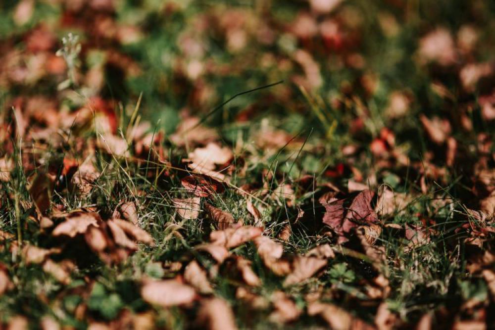 Brown leaves on the ground Brown leaves on the ground