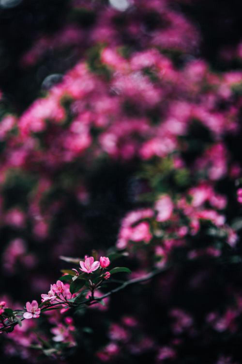 Lovely pink flowers blooming from the tree branches Lovely pink flowers blooming from the tree branches