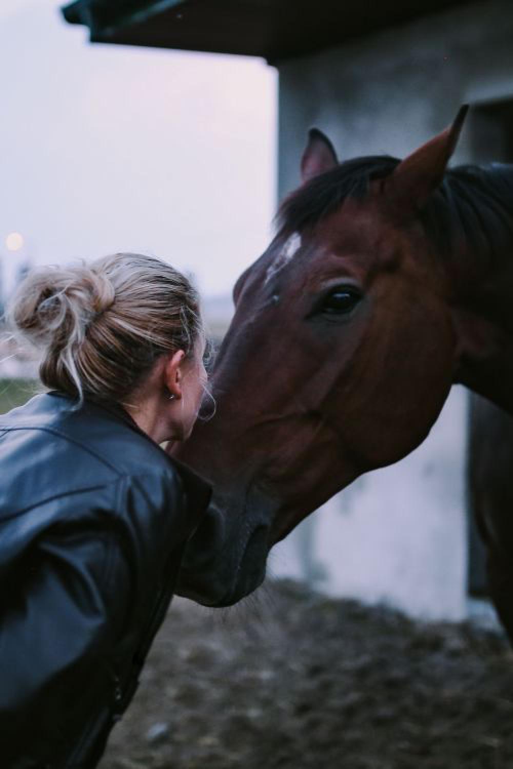 Brown horse in an enclosure Brown horse in an enclosure