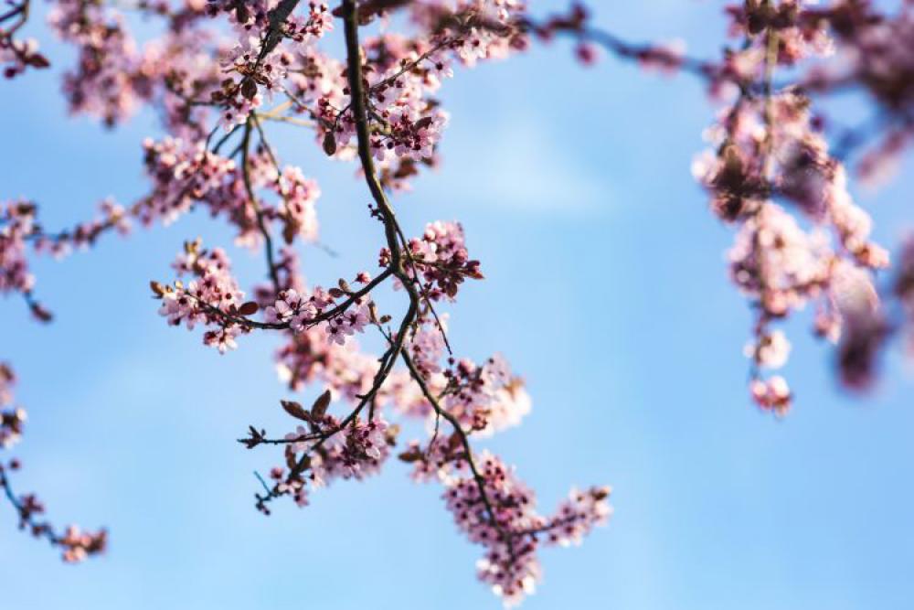 Pink spring flowers Pink spring flowers