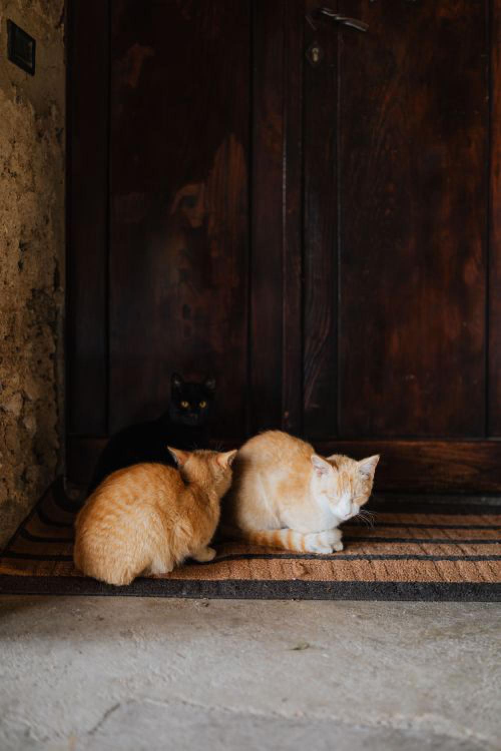 Cats from Sorrento, Italy Cats from Sorrento, Italy