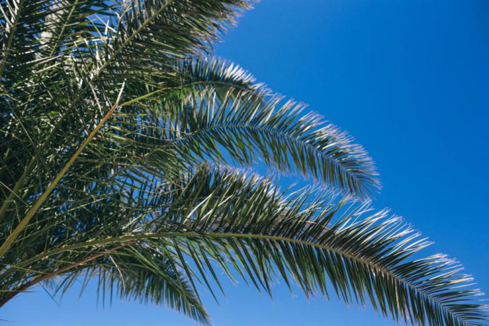 Green palm tree Green palm tree