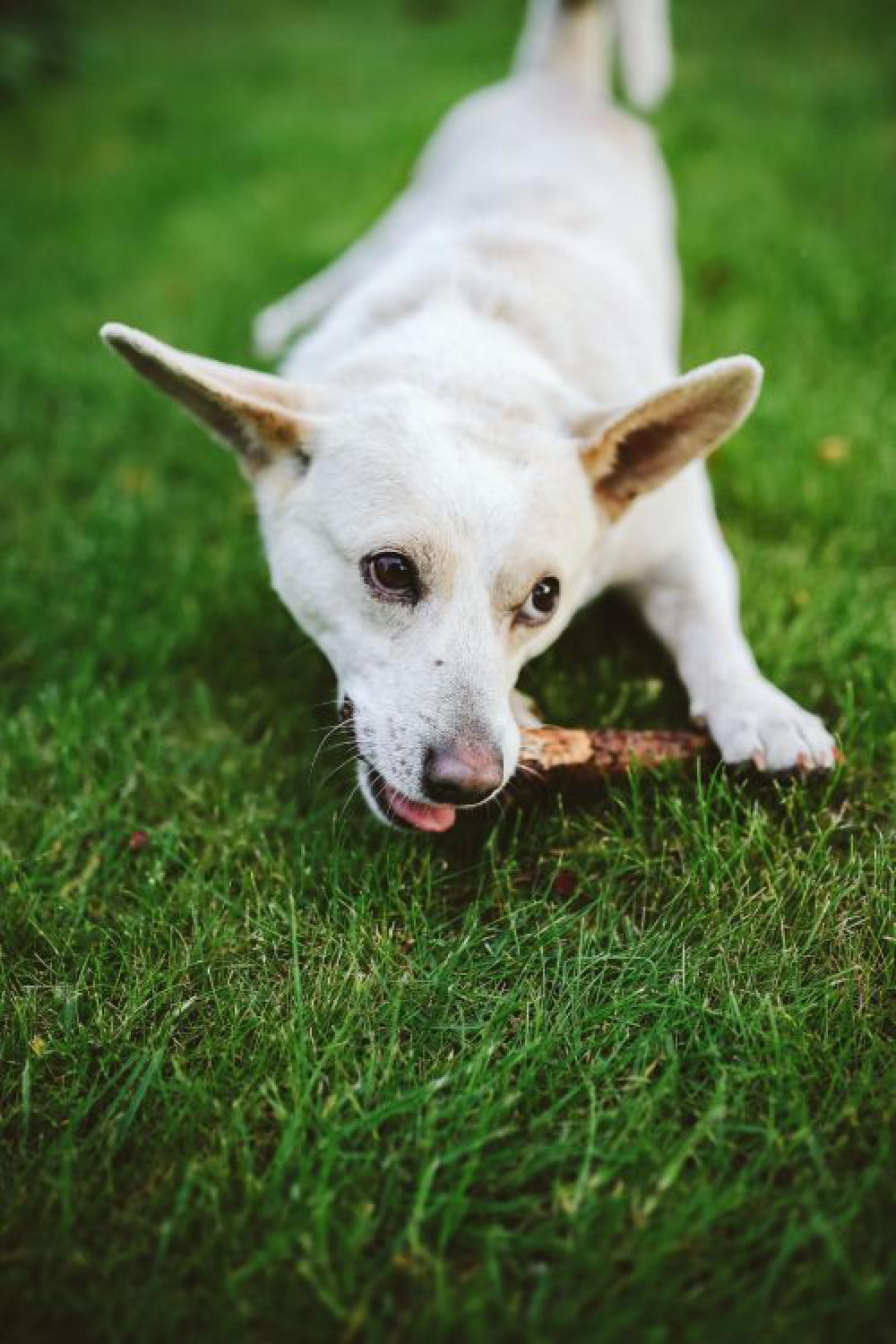 Dog playing with stick Dog playing with stick