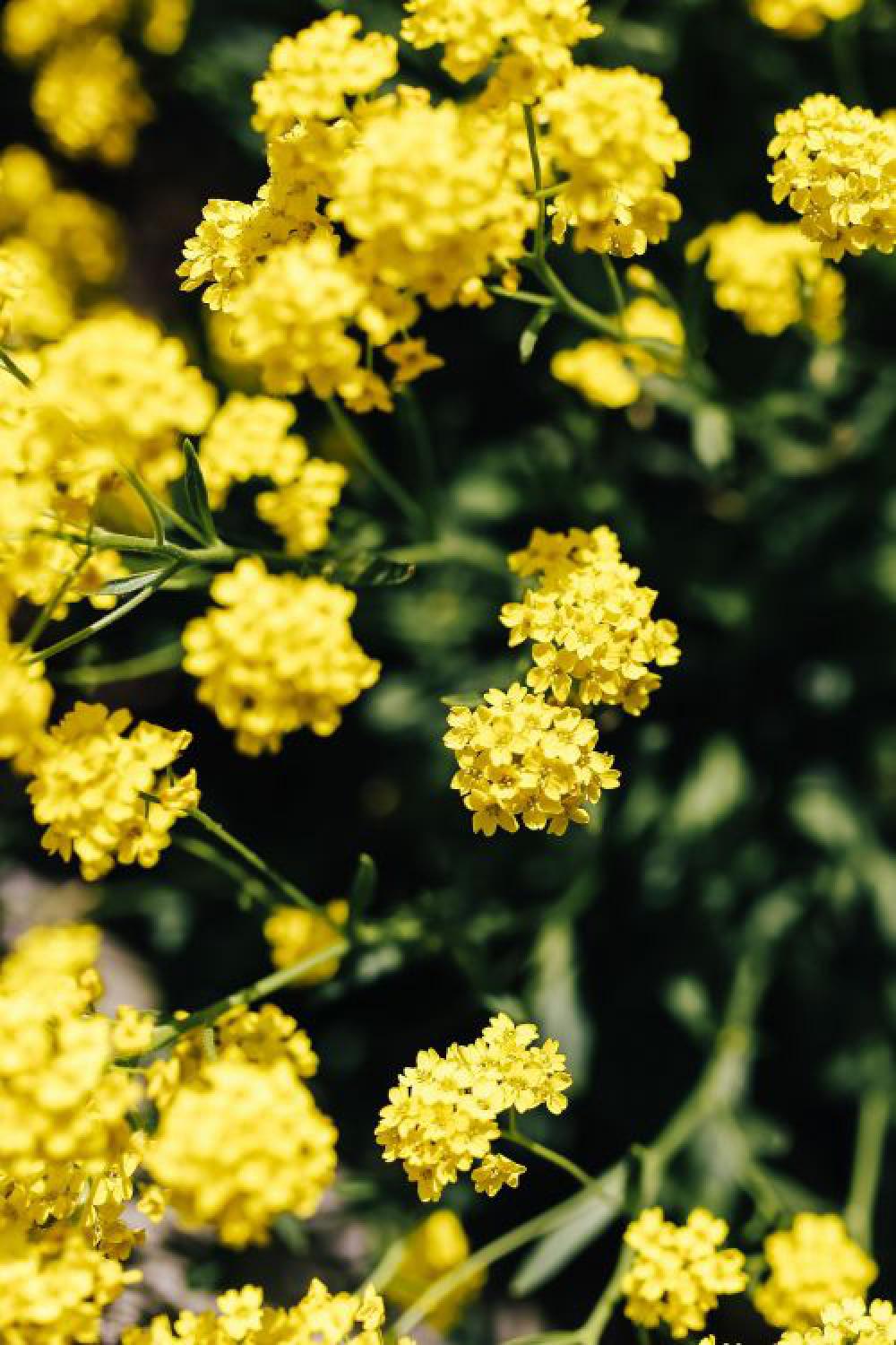 Small yellow flowers Small yellow flowers