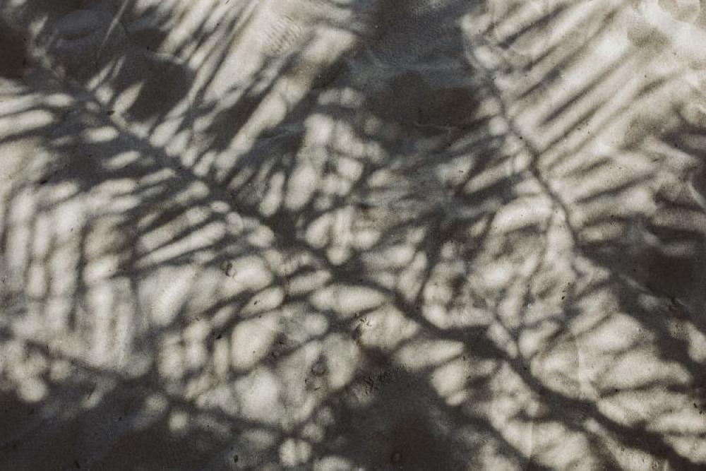 Palm leaf and shadow Palm leaf and shadow