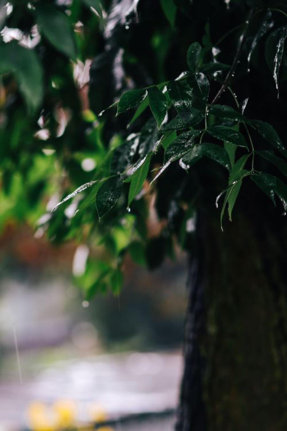 Wet spring garden Wet spring garden