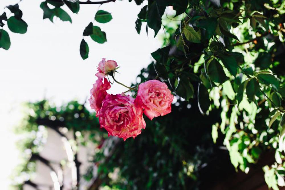 Roses of Bulgaria Roses of Bulgaria