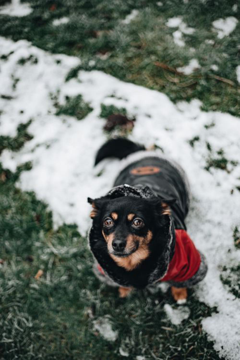 Small dog with warm jacket Small dog with warm jacket