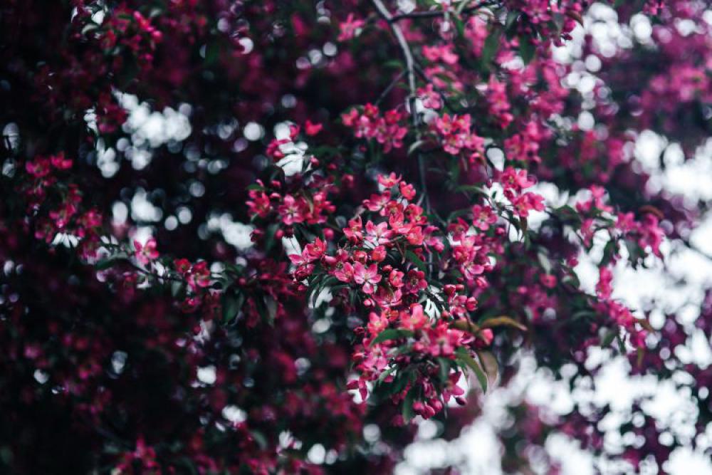 Lovely pink flowers blooming from the tree branches Lovely pink flowers blooming from the tree branches