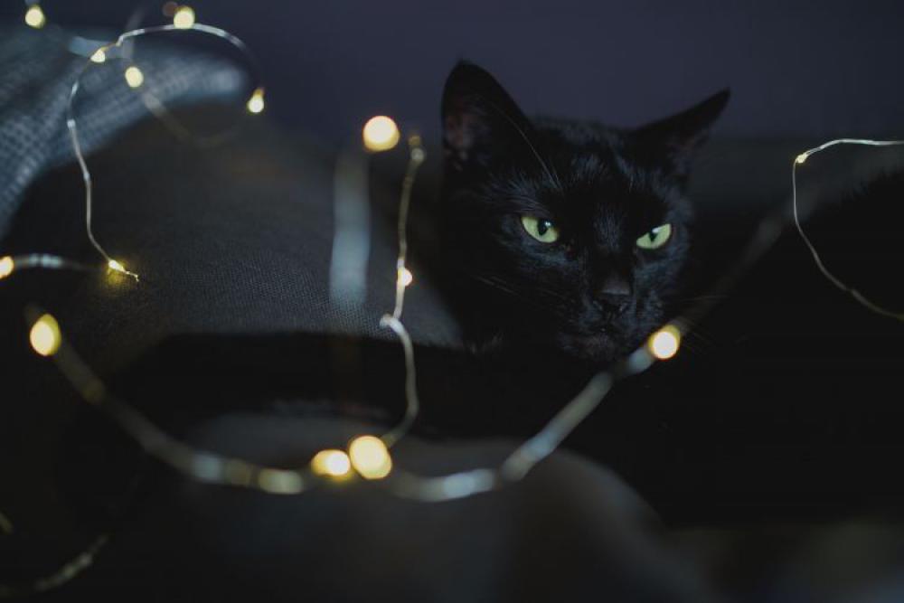 Black cat and fairy lights Black cat and fairy lights