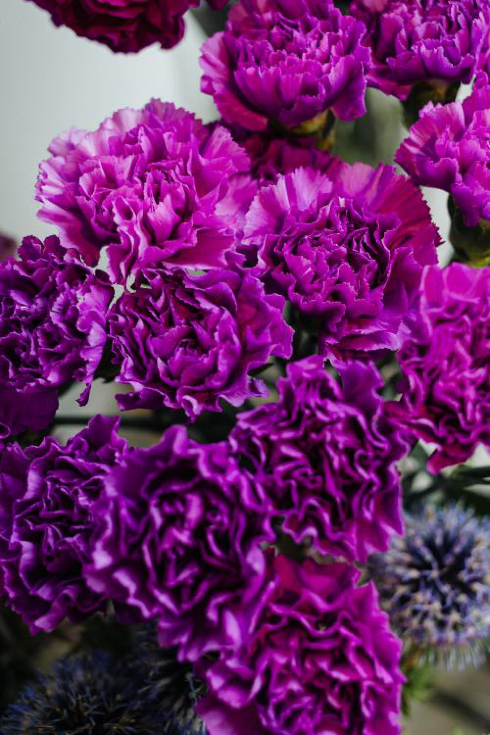 Various multicolored fresh flowers Various multicolored fresh flowers
