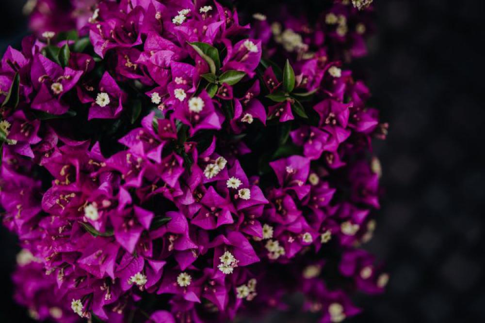 Flower shop in Castelfranco Veneto, Italy Flower shop in Castelfranco Veneto, Italy