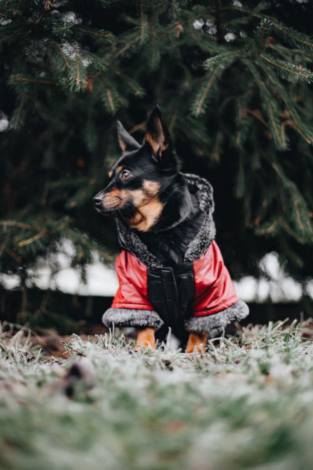 Small dog with warm jacket Small dog with warm jacket