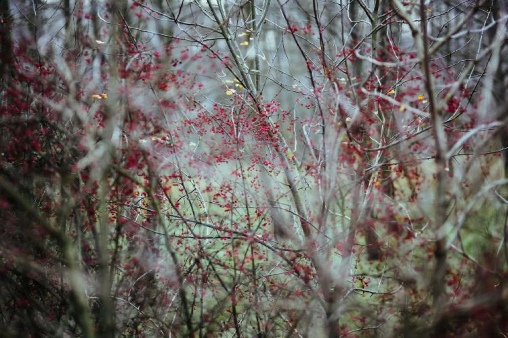 A walk in an autumn forest A walk in an autumn forest