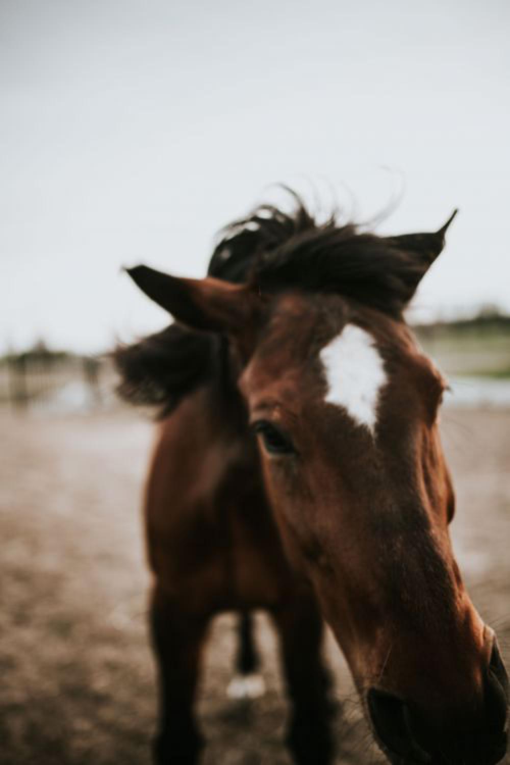 Portrait of a horse Portrait of a horse