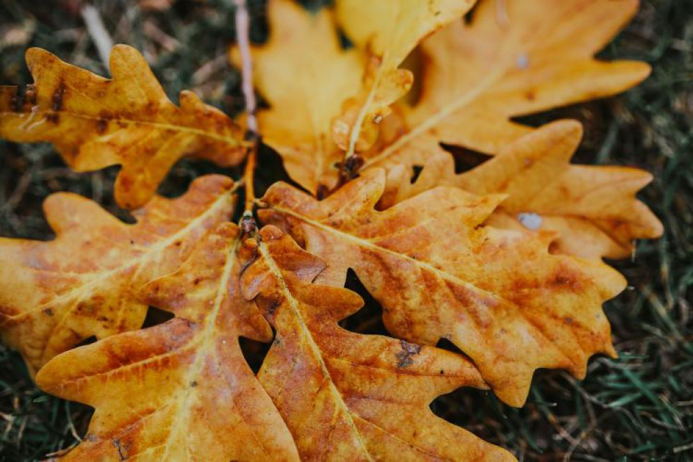 Autumn leaves on the ground Autumn leaves on the ground