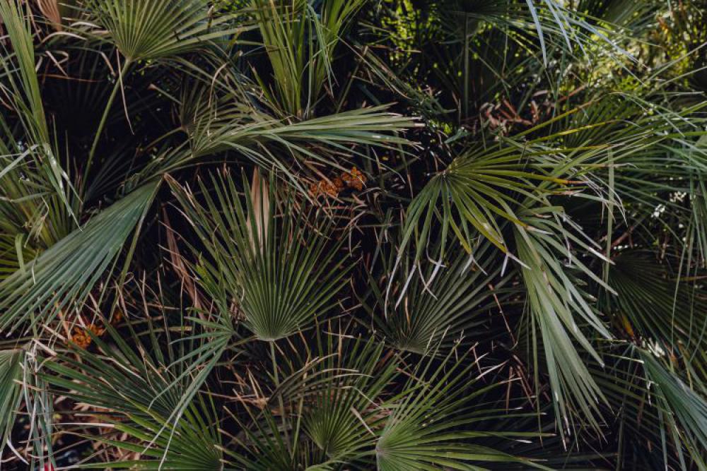 Plants of Naples Plants of Naples