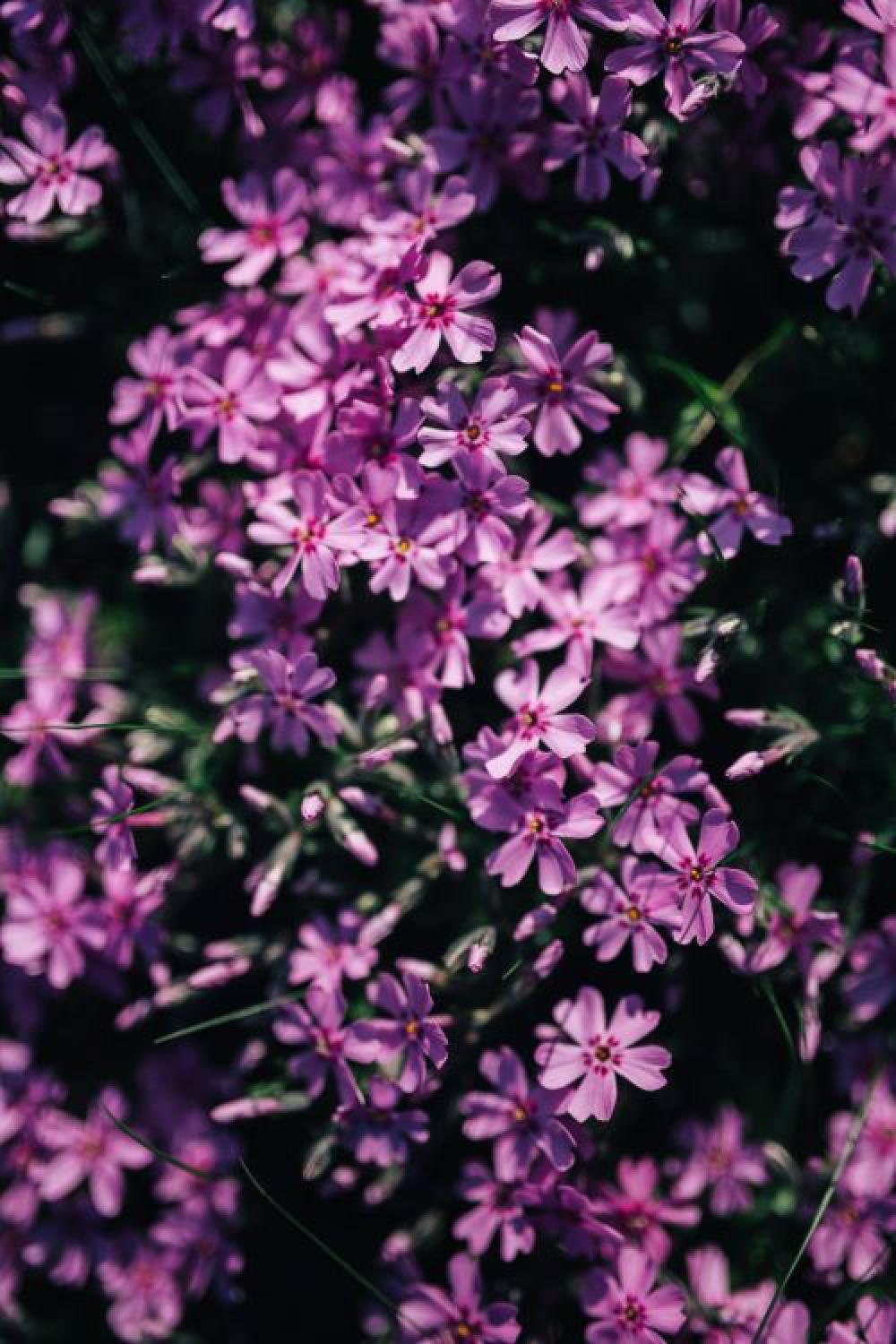 Pink flowers blooming in spring Pink flowers blooming in spring