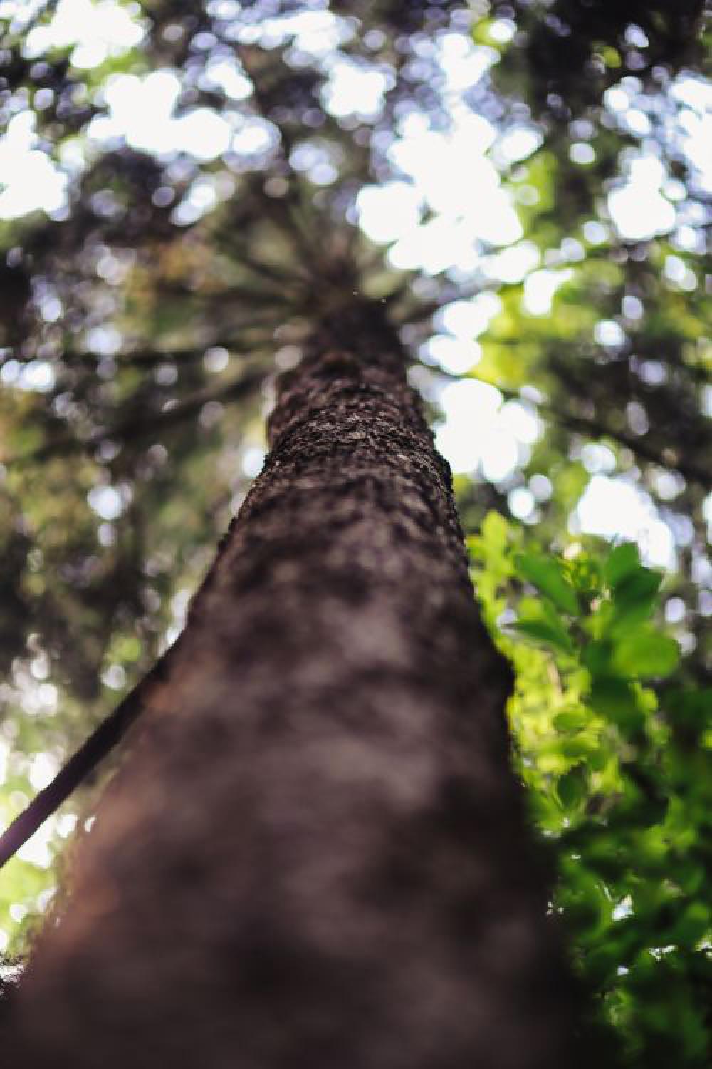 A walk through the forest moze A walk through the forest moze