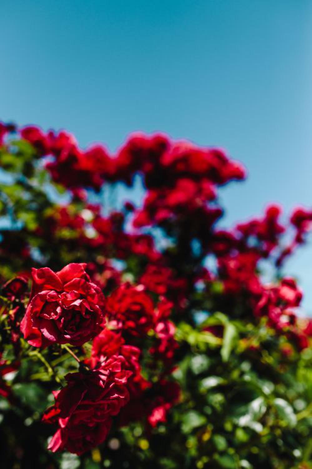 Roses of Bulgaria Roses of Bulgaria