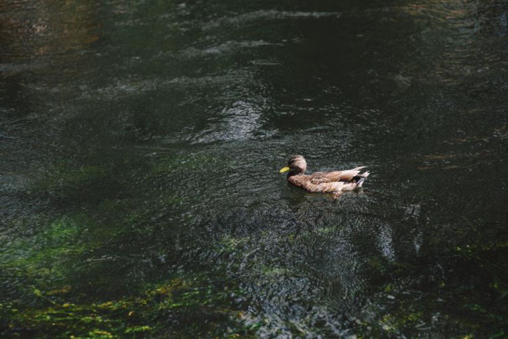 River River