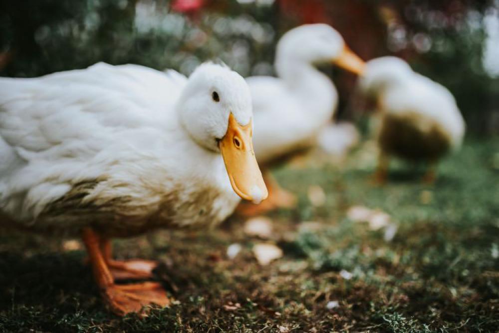 White ducks on the grass White ducks on the grass
