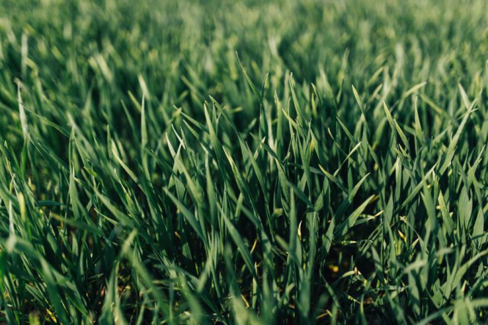 Close-ups of green grass Close-ups of green grass