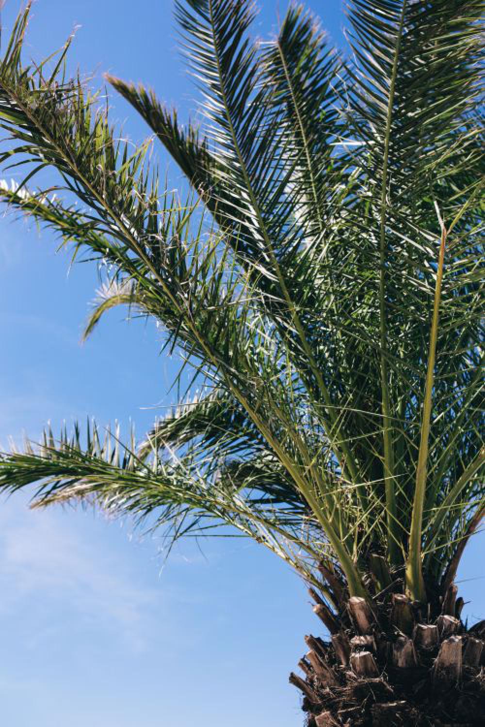 Green palm tree Green palm tree